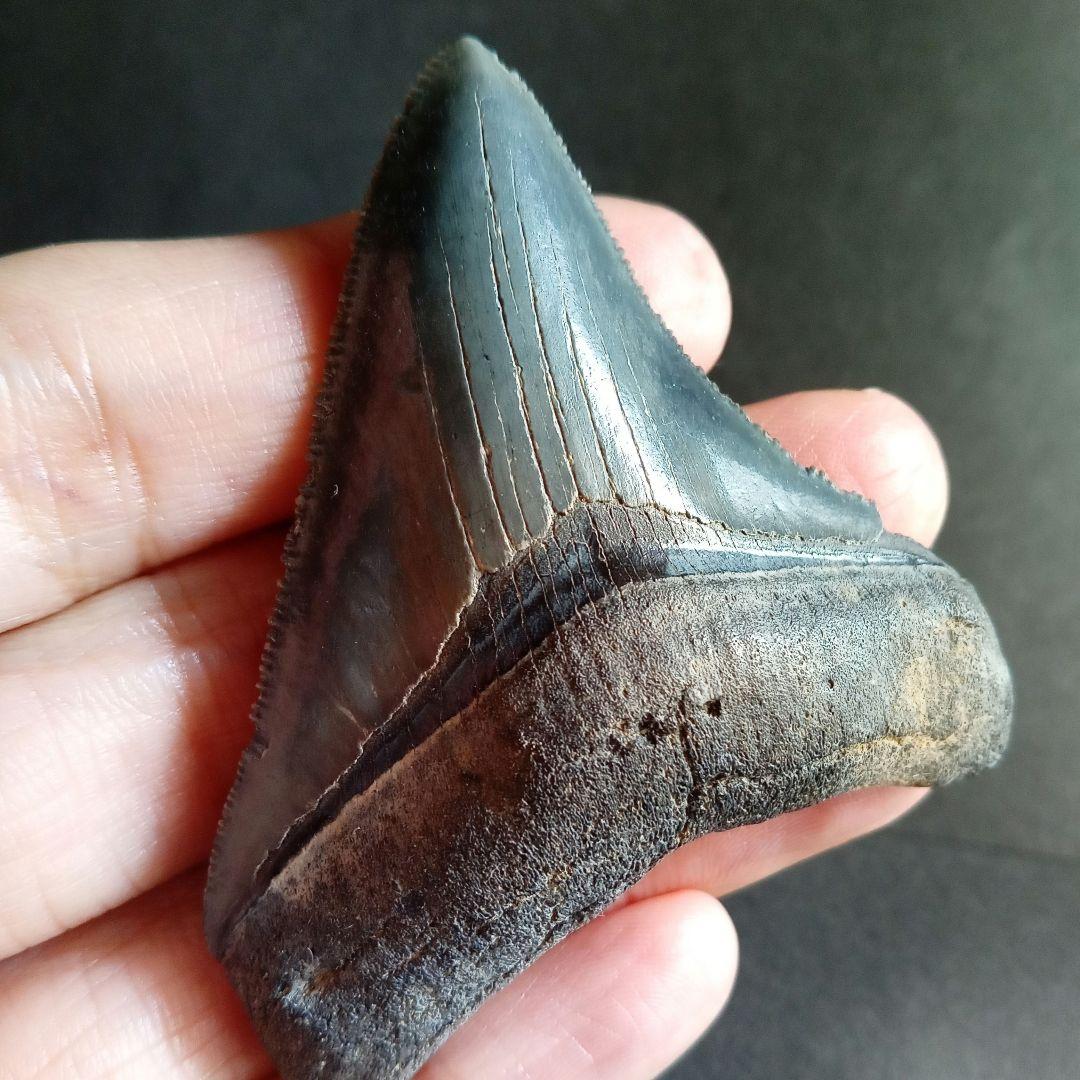 アメリカ　メガロドン　歯化石　ダークグレー　極美麗　標本