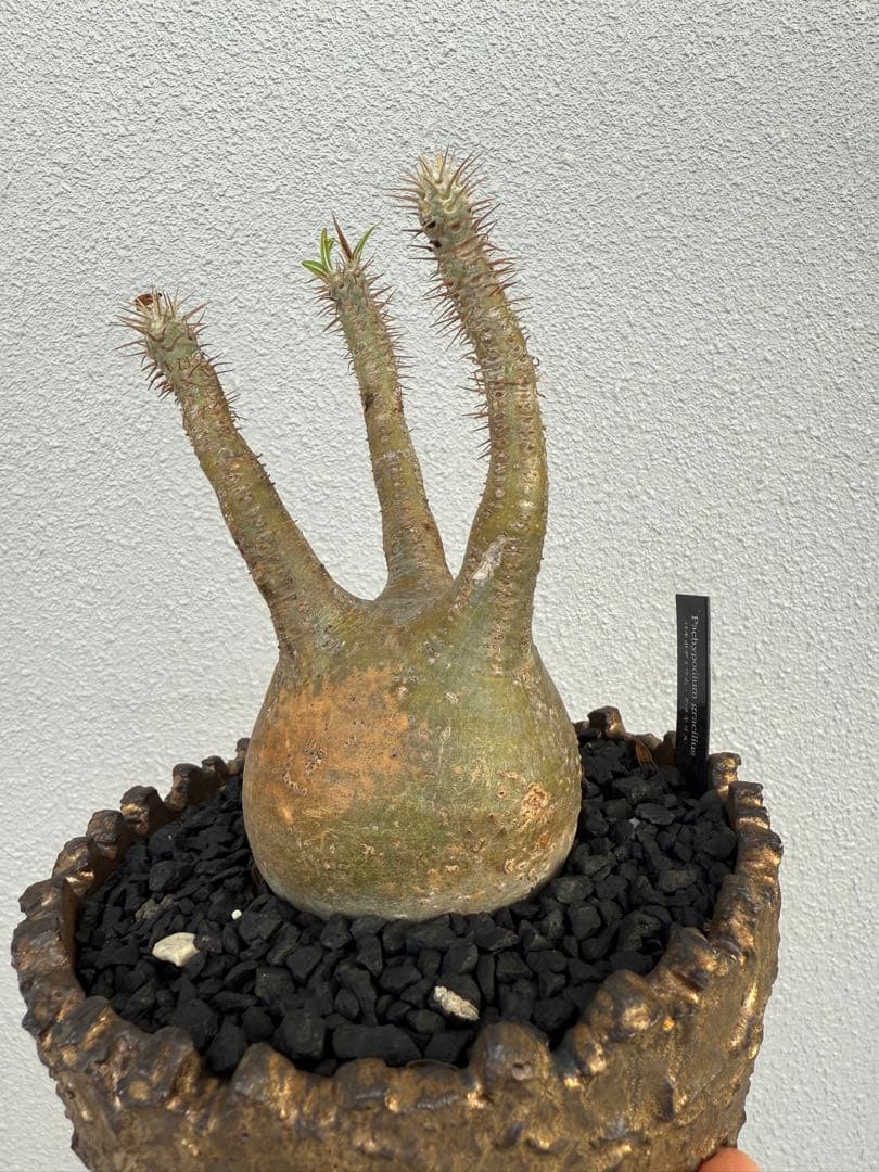 パキポディウムグラキリス現地球　発根済み　塊根植物　コーデックス