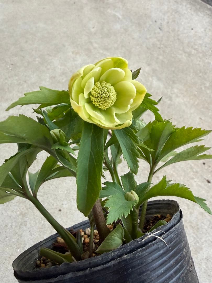 010 クリスマスローズ　開花株　dd小輪ライムグリーン