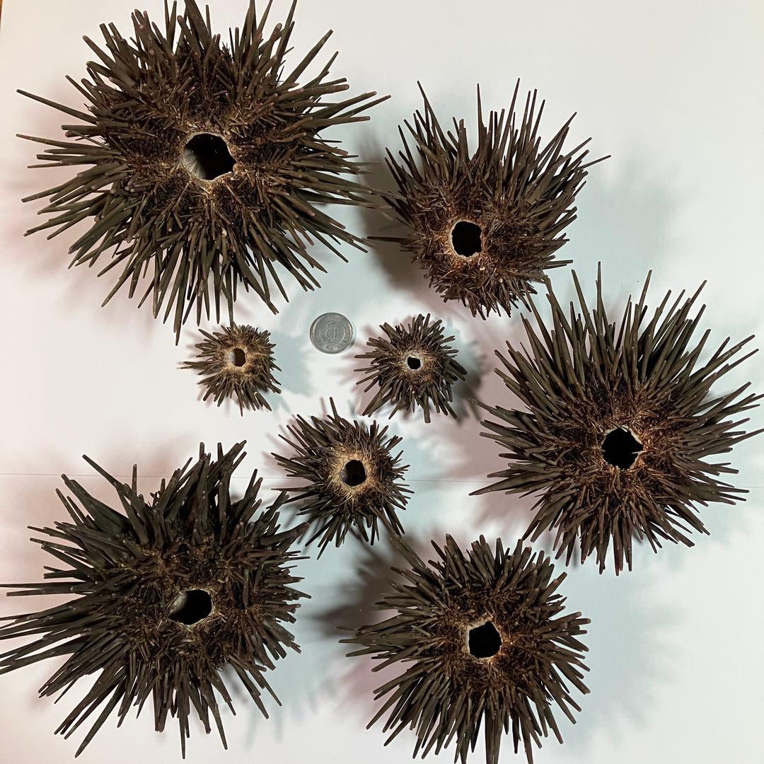 ウニ／クロウニ棘付き標本5個　No.157