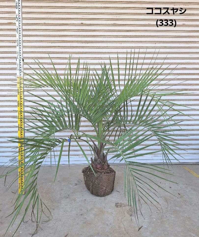 ココスヤシ　(333)　シルバーリーフ