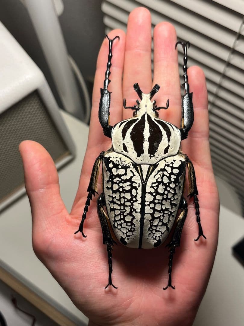 【90mm】シラフゴライアスオオツノハナムグリ昆虫標本