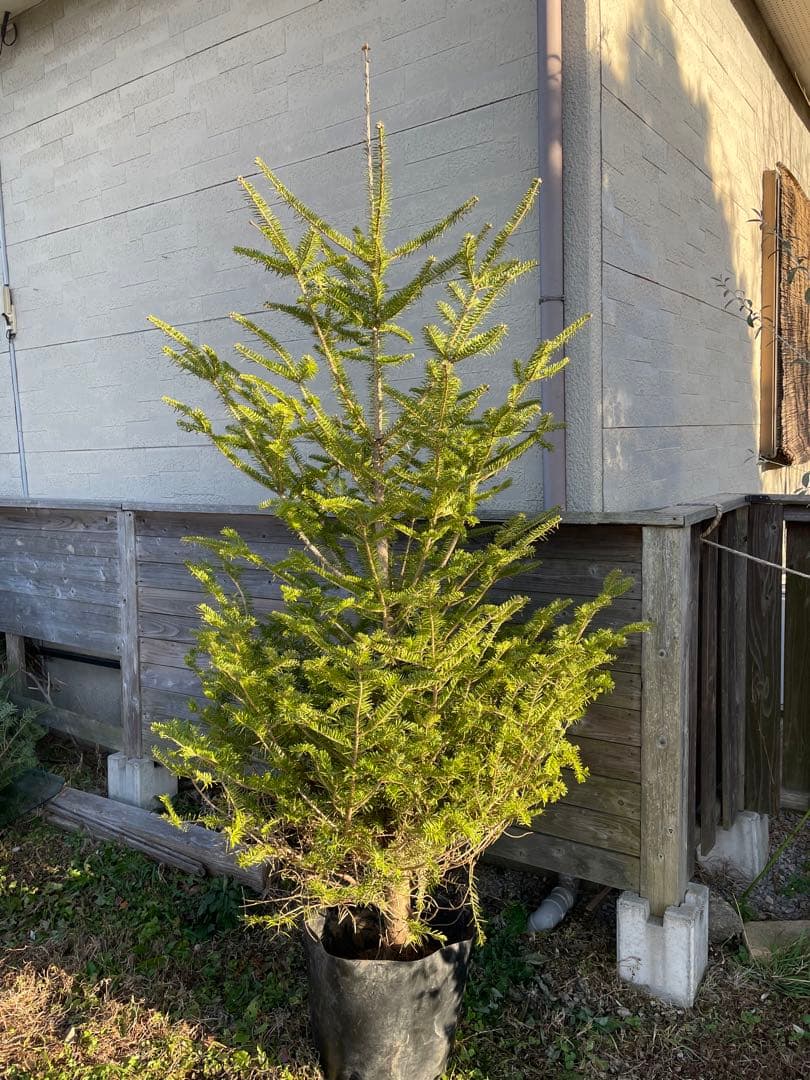 庭木　もみの木　樹高約２００センチ　美樹形　引取り歓迎　埼玉県久喜市　配達可能