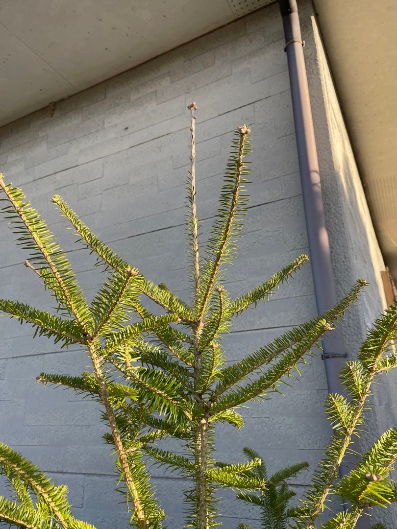 庭木　もみの木　樹高約２００センチ　美樹形　引取り歓迎　埼玉県久喜市　配達可能