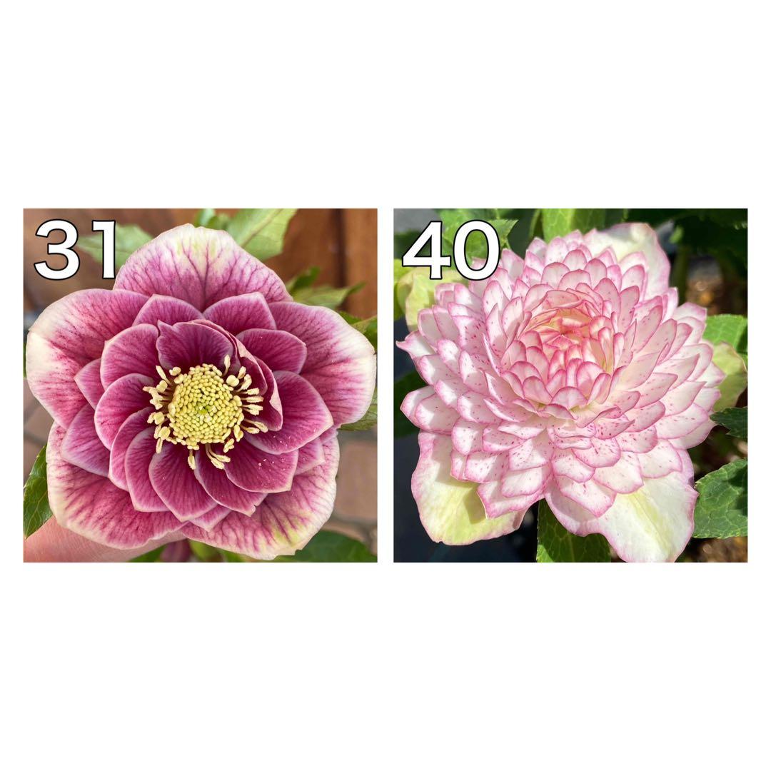 レッドグラデーション縁抜け×千重咲ピンクピコティ★クリスマスローズ三年生苗