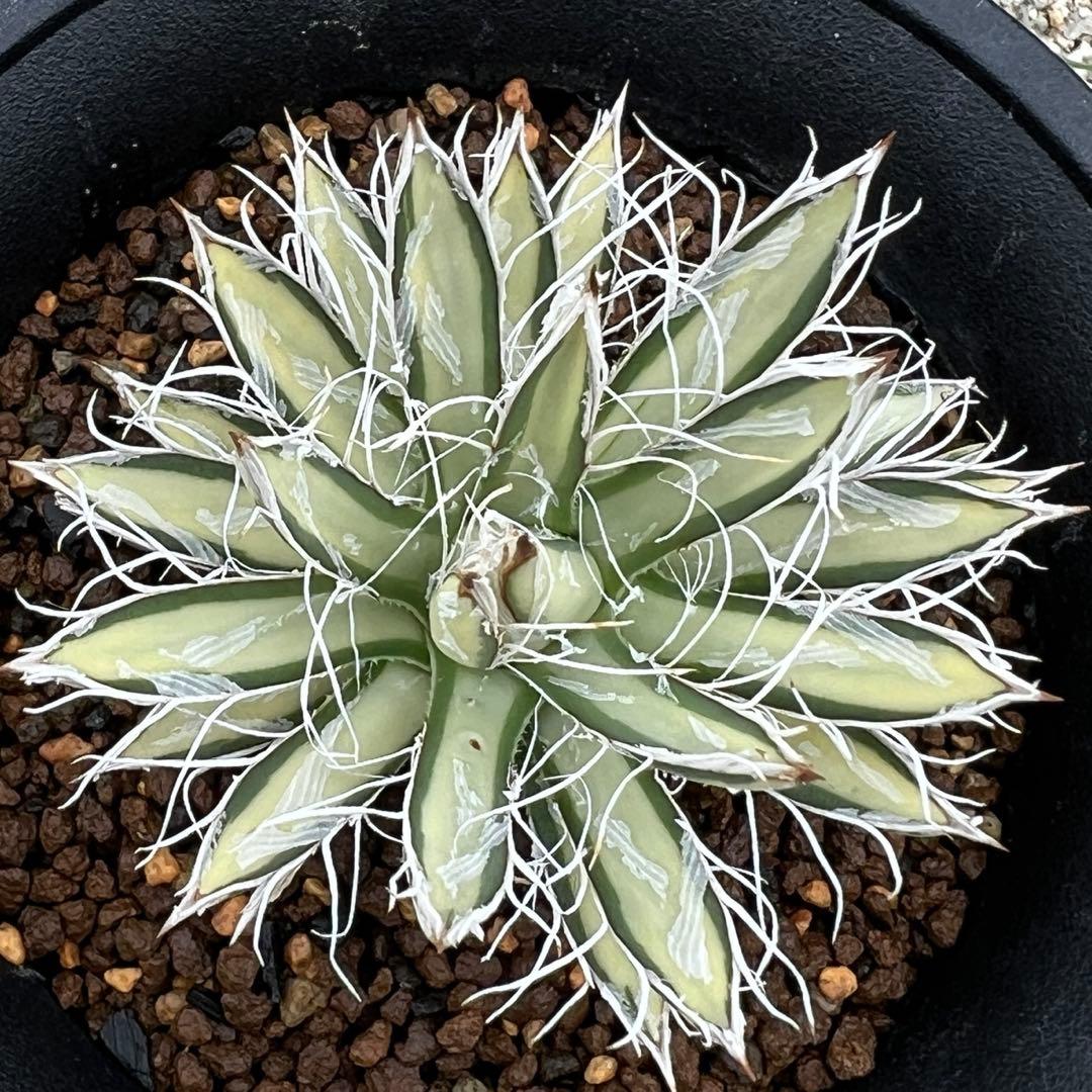 アガベ　姫乱れ雪錦　白中斑　希少