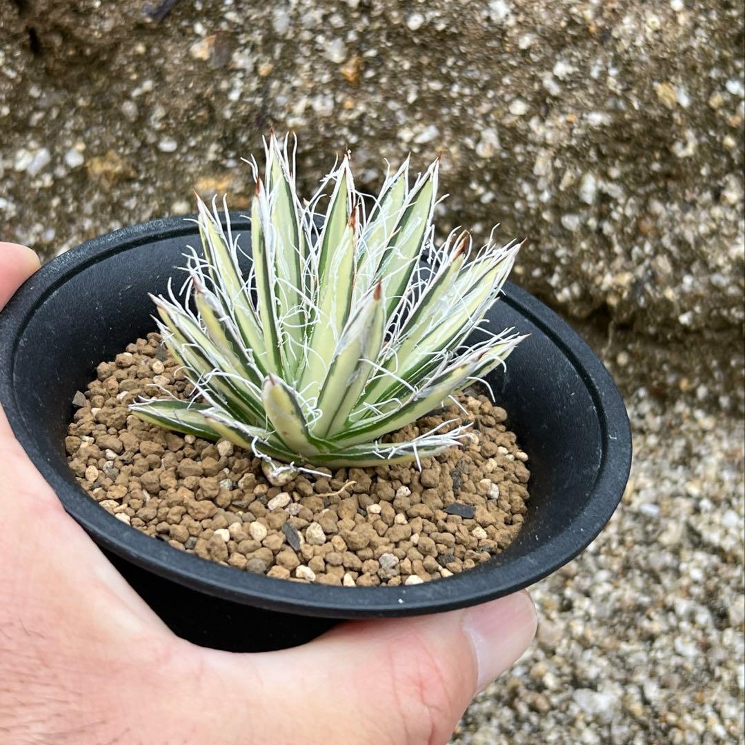 アガベ　姫乱れ雪錦　白中斑　希少