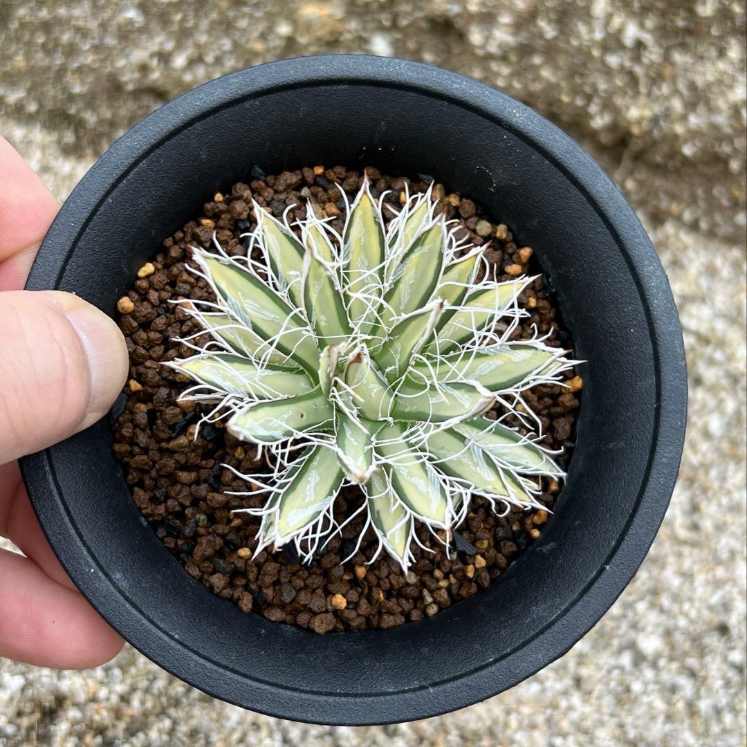 アガベ　姫乱れ雪錦　白中斑　希少