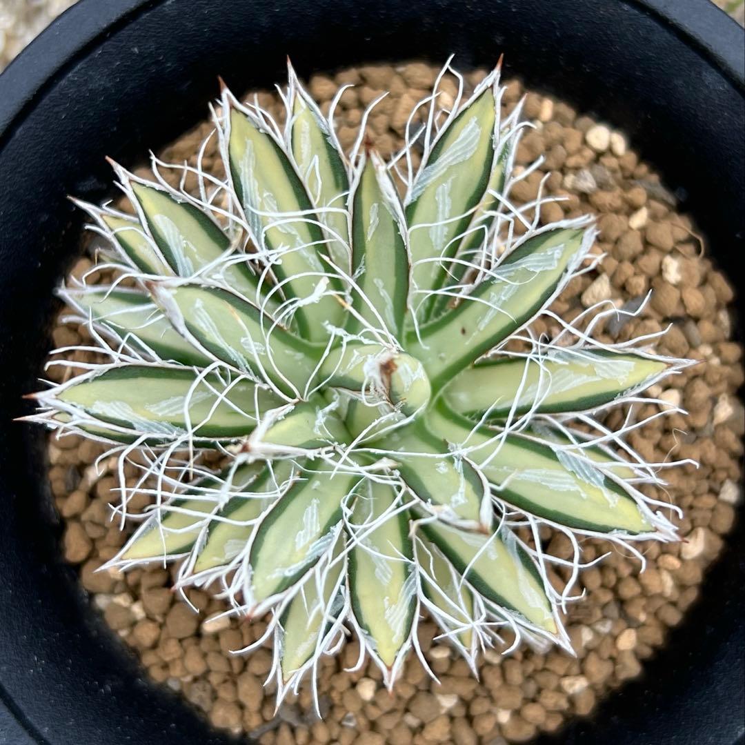 アガベ　姫乱れ雪錦　白中斑　希少