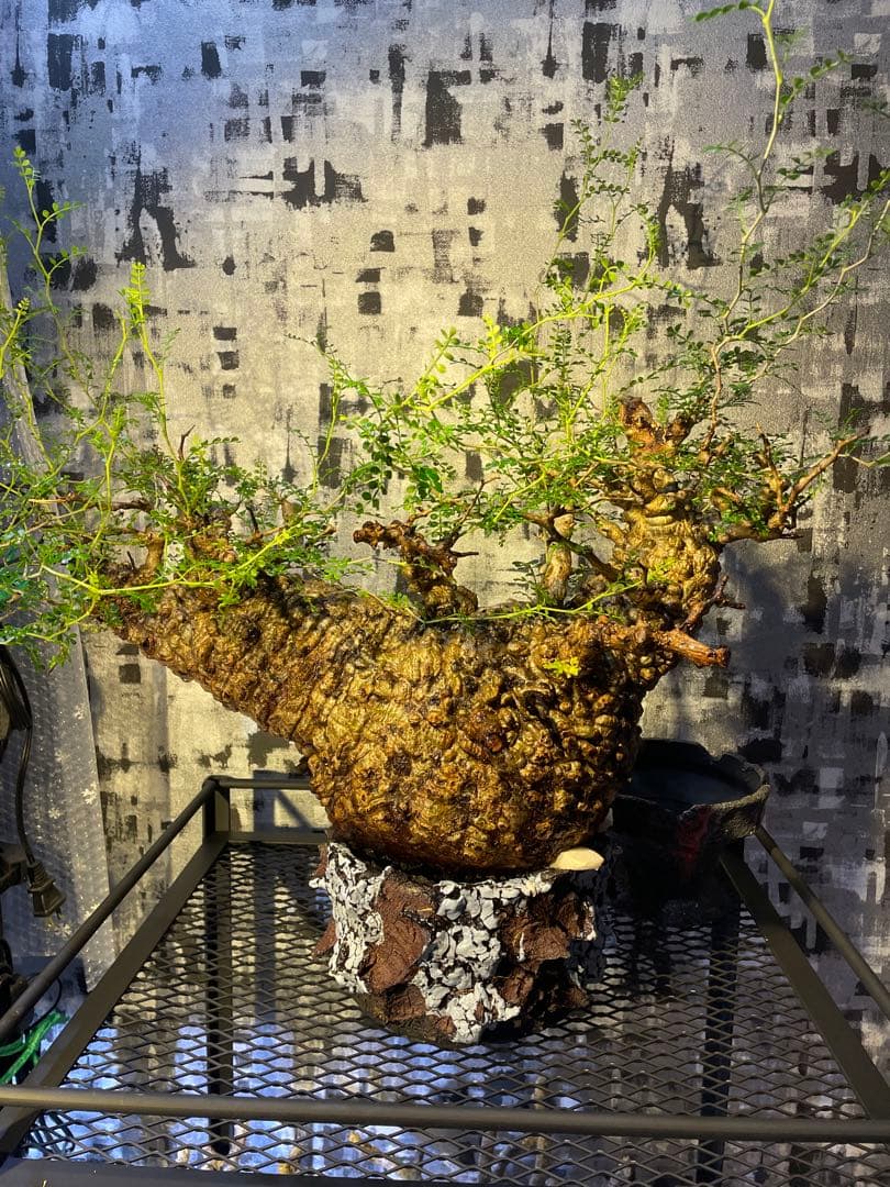 オペルクリカリア　パキプス　発根済　検)パキプス グラキリス　ファシクラータ