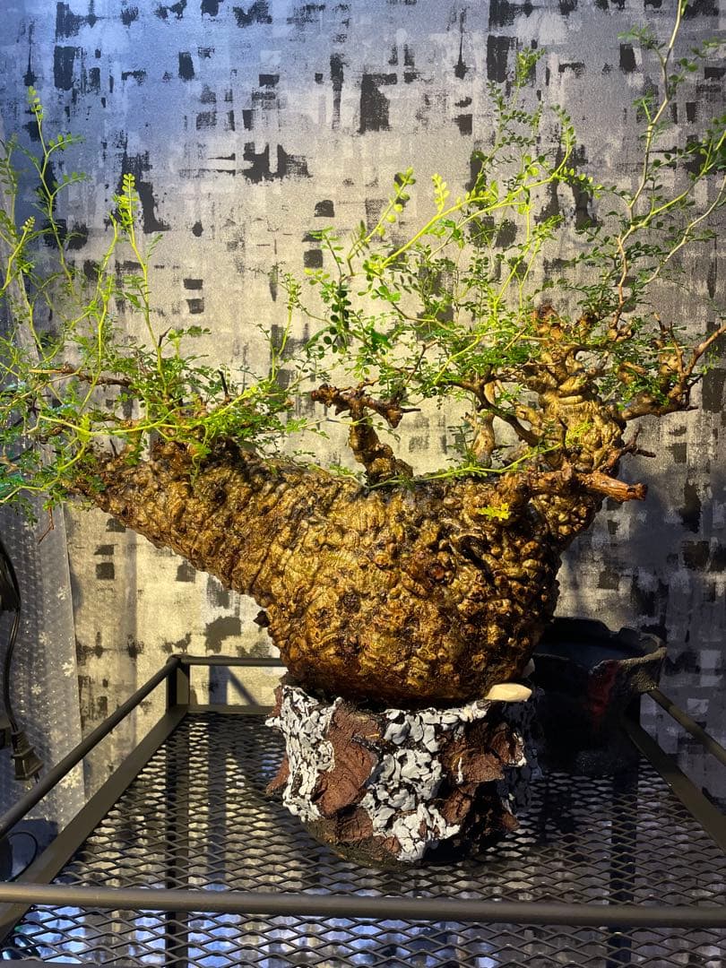 オペルクリカリア　パキプス　発根済　検)パキプス グラキリス　ファシクラータ