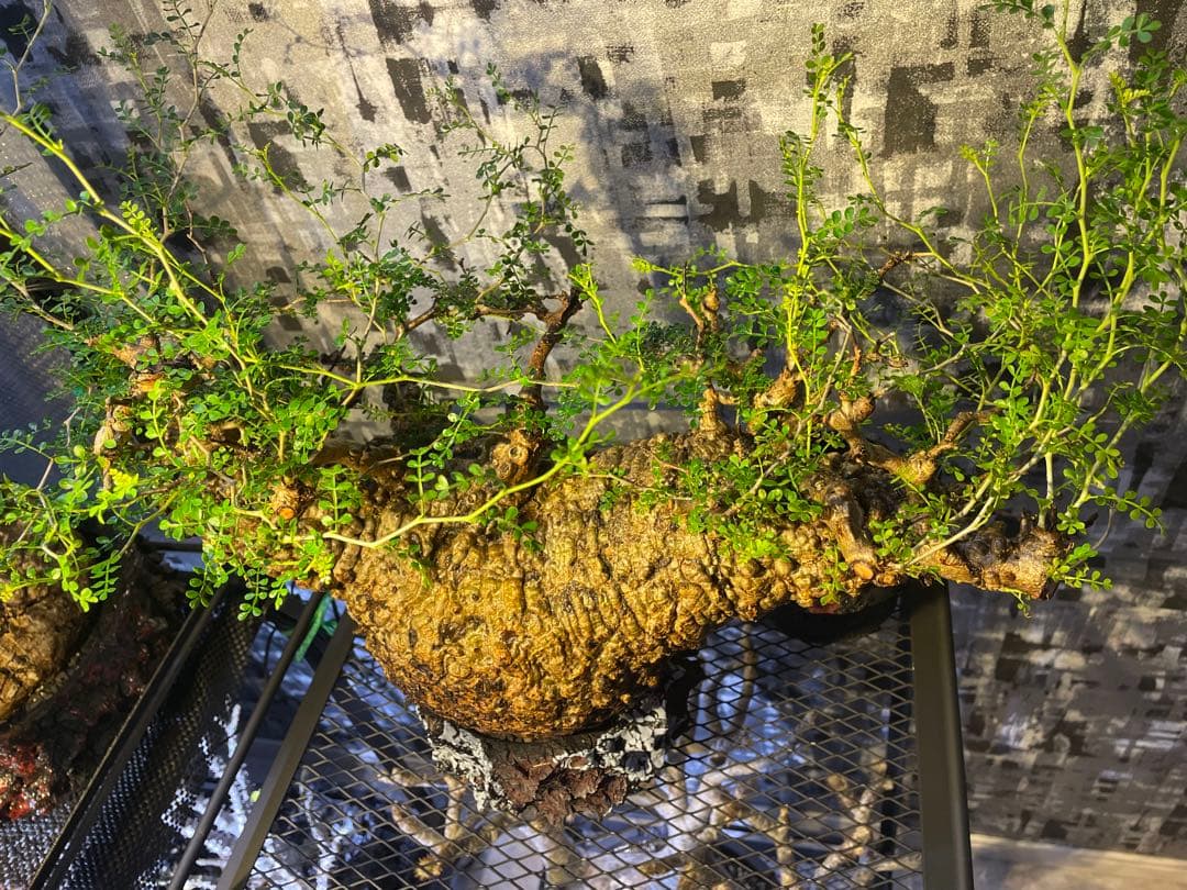 オペルクリカリア　パキプス　発根済　検)パキプス グラキリス　ファシクラータ