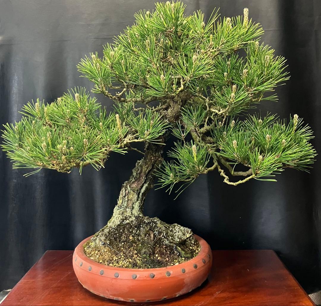 黒松 盆栽