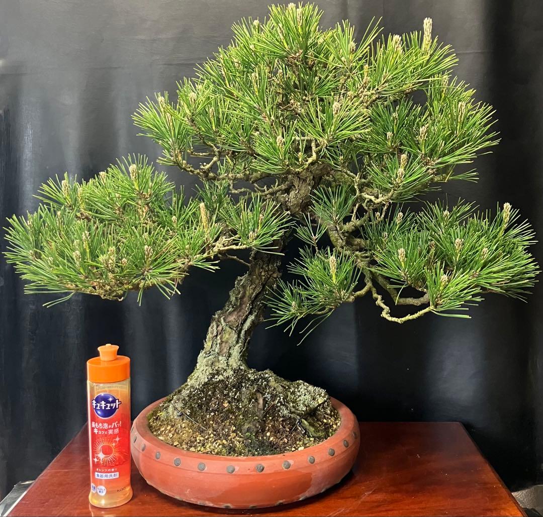 黒松 盆栽