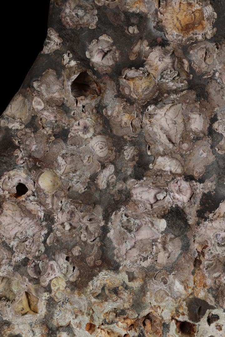 紅梅 梅花石 台付 5.7kg 鑑賞石 水石 原石 天然石 鉱石 盆石 飾石