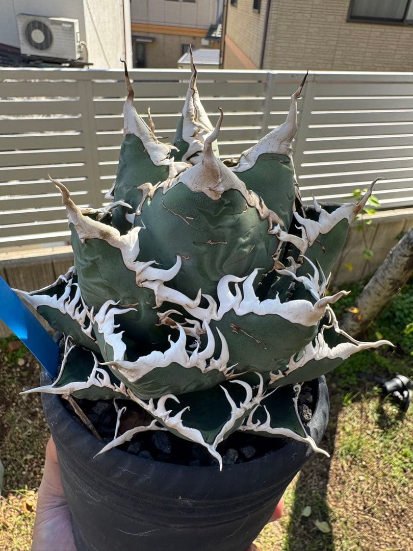 Michi Michi　チタノタ　海王　発根済子株　シーザーlizeセット