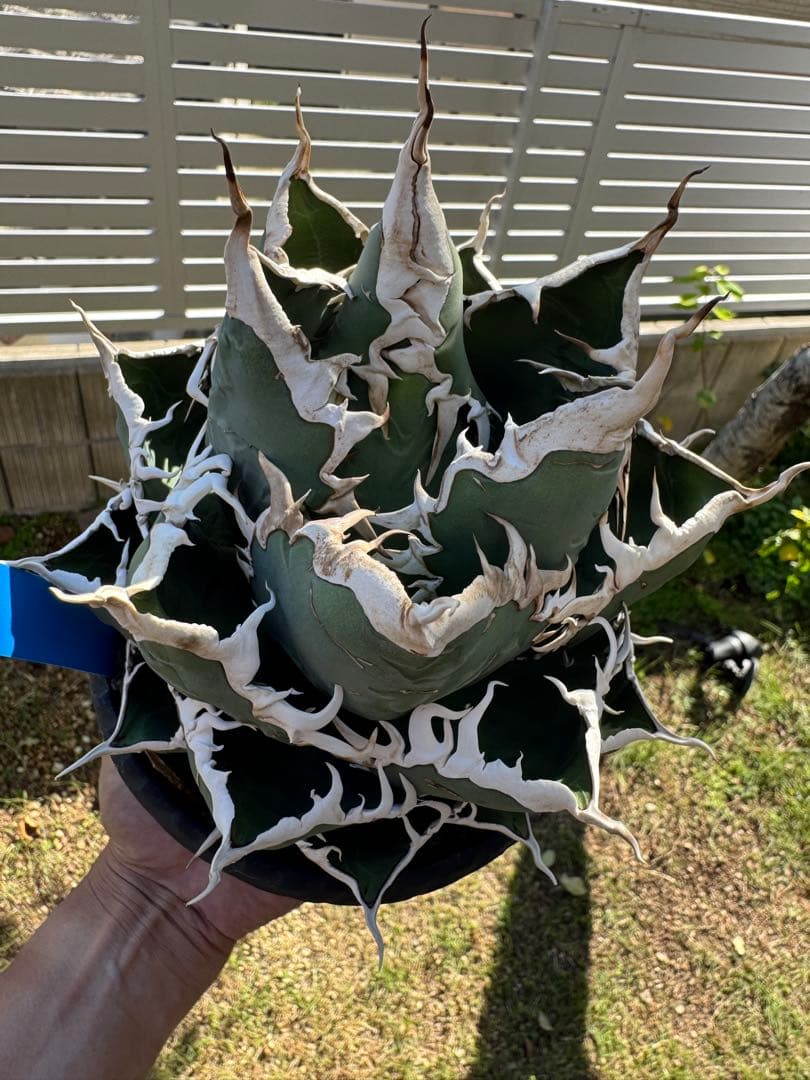 Michi Michi　チタノタ　海王　発根済子株　シーザーlizeセット