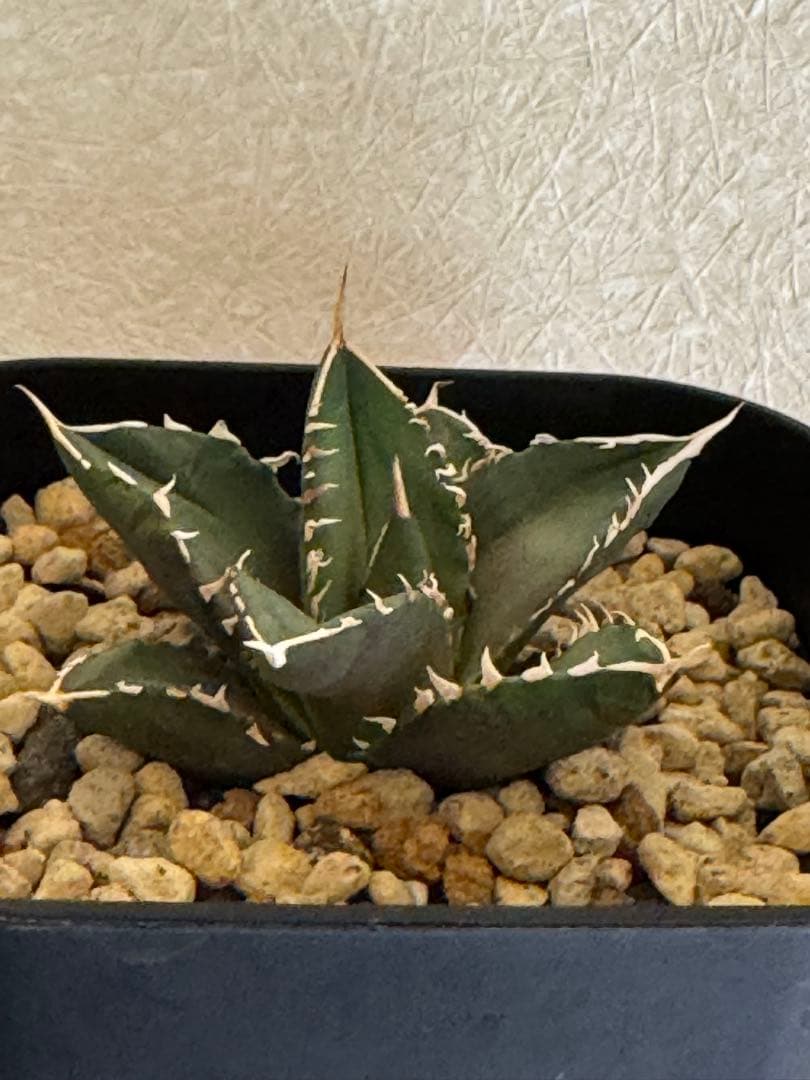 Michi Michi　チタノタ　海王　発根済子株　シーザーlizeセット