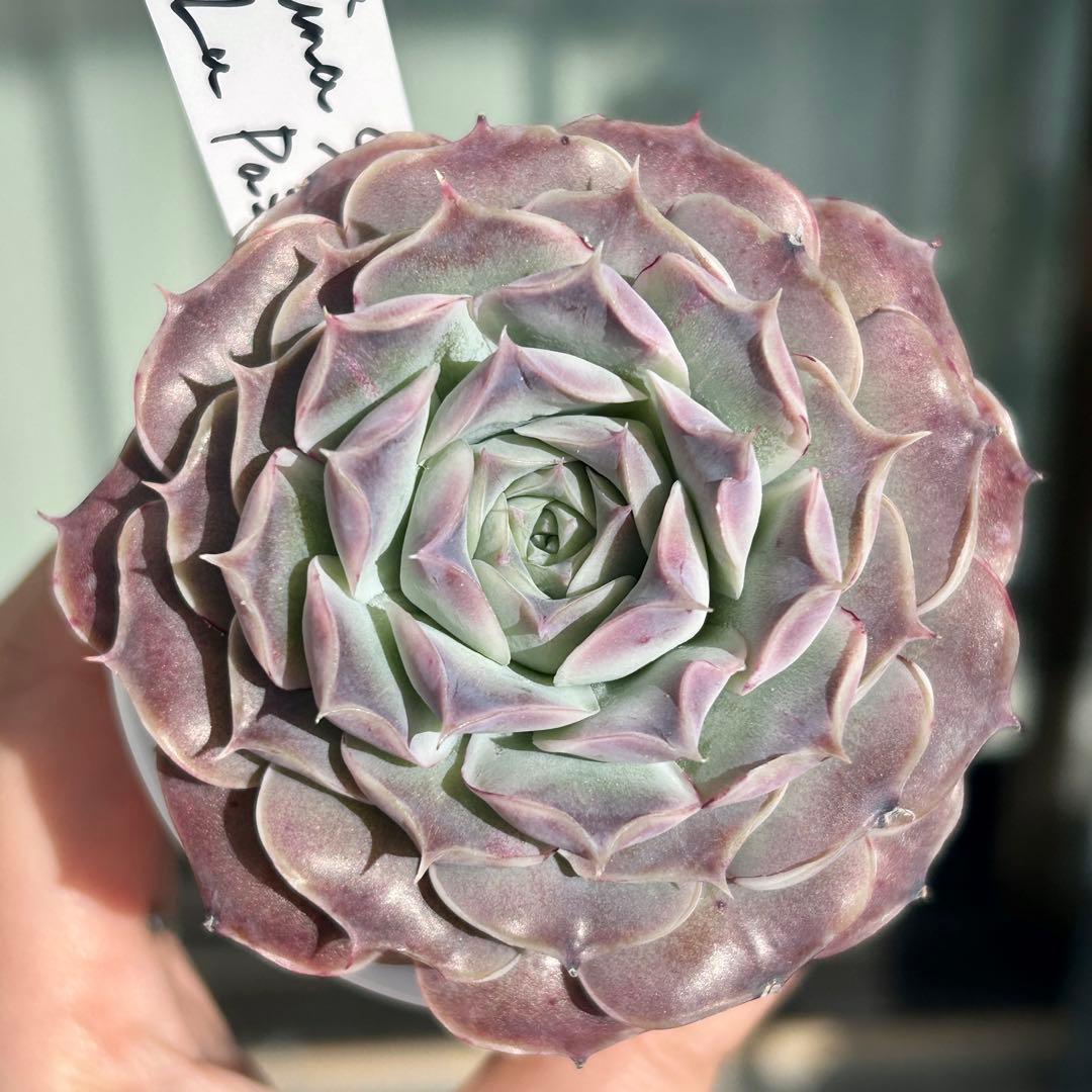 札付き❣️ヒアリナサンルイスデラパス　ブォンベッキオ　原種