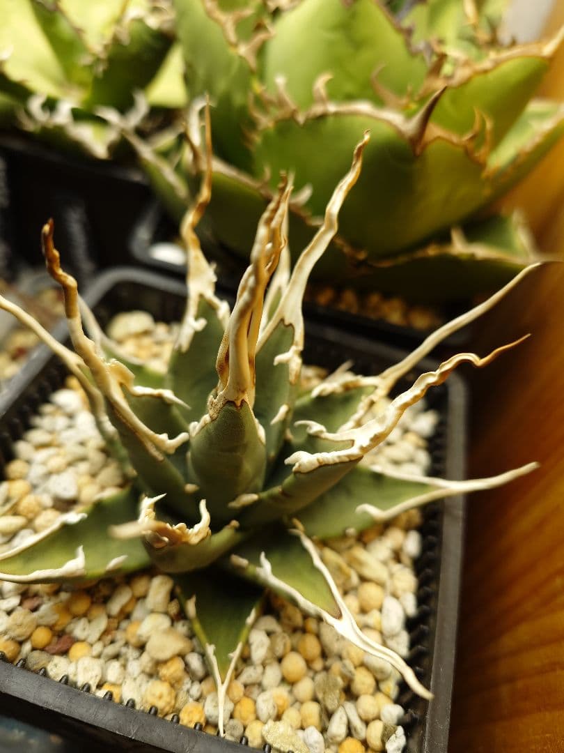 極上エボリスピナ短葉陽炎＆エボリスピナヘイフォード陽炎