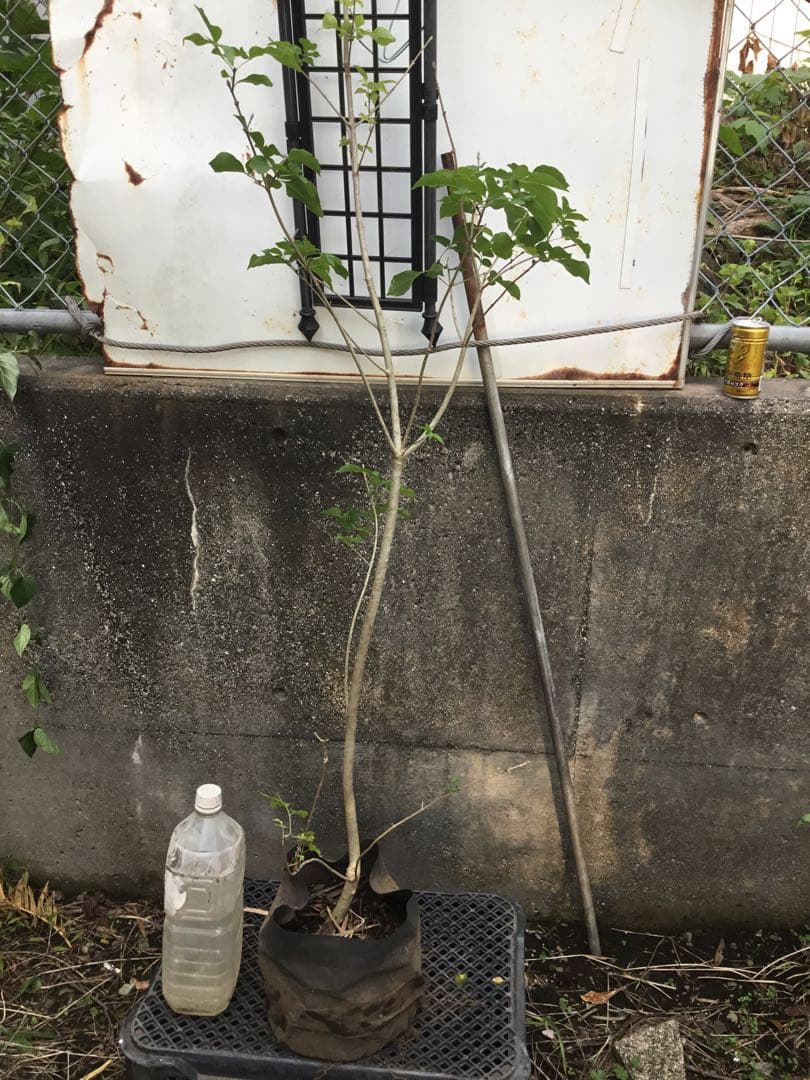 アオダモ　　130センチ