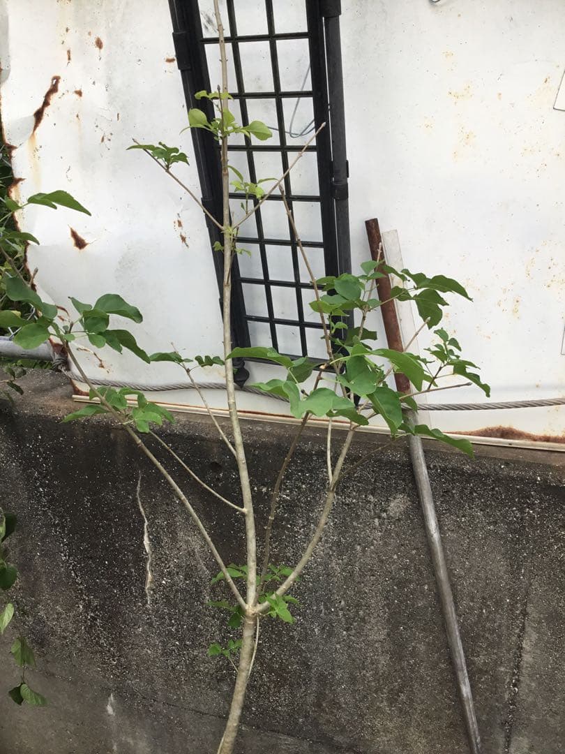 アオダモ　　130センチ