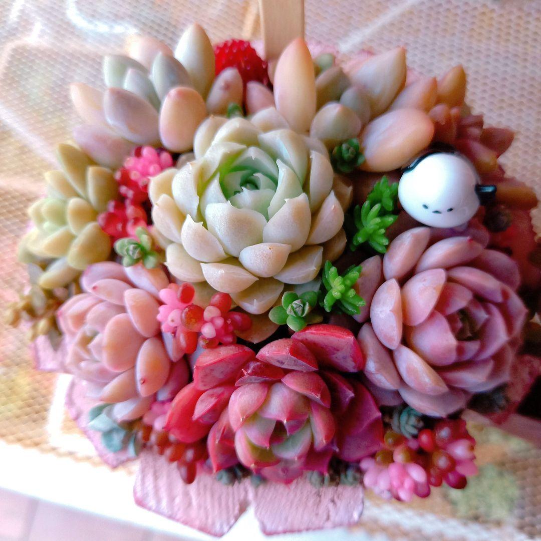 ❤️専用❤️多肉植物❤️そのまま飾れる寄せ植え❤️