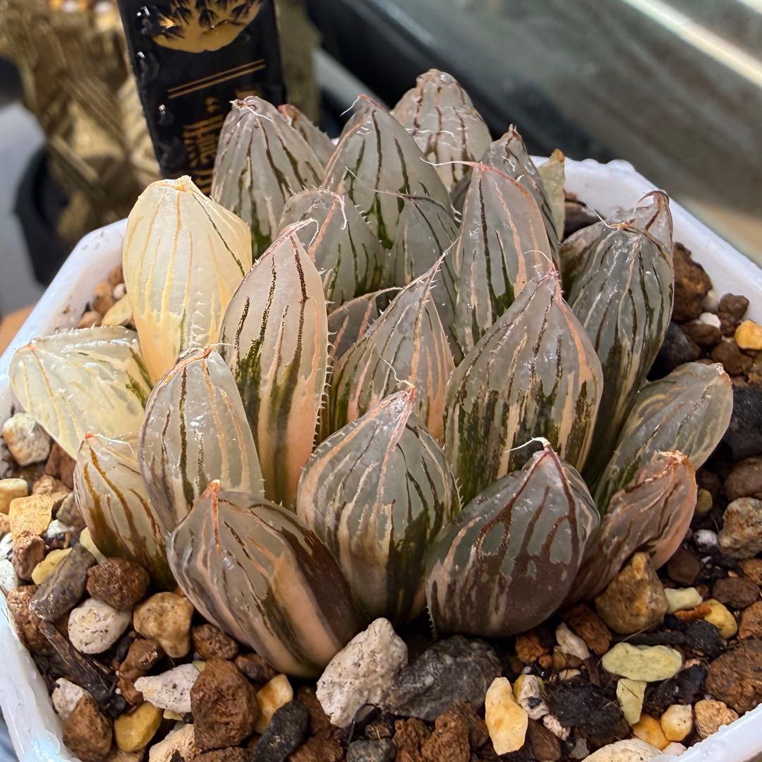 ハオルチア⭐️ 臙脂(えんじ)⭐️ 斑入り 美苗　美品　発根済み。