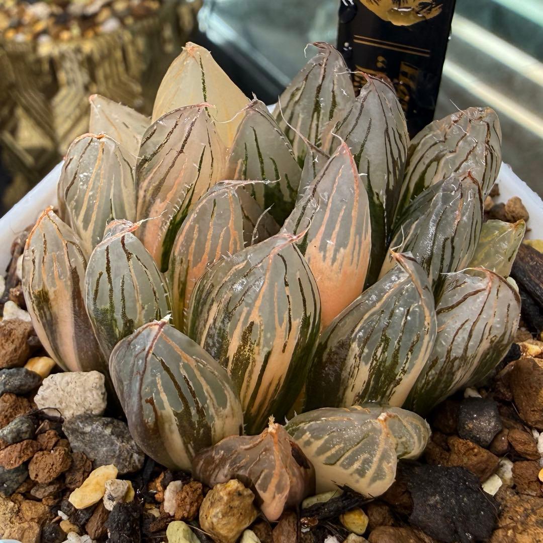 ハオルチア⭐️ 臙脂(えんじ)⭐️ 斑入り 美苗　美品　発根済み。