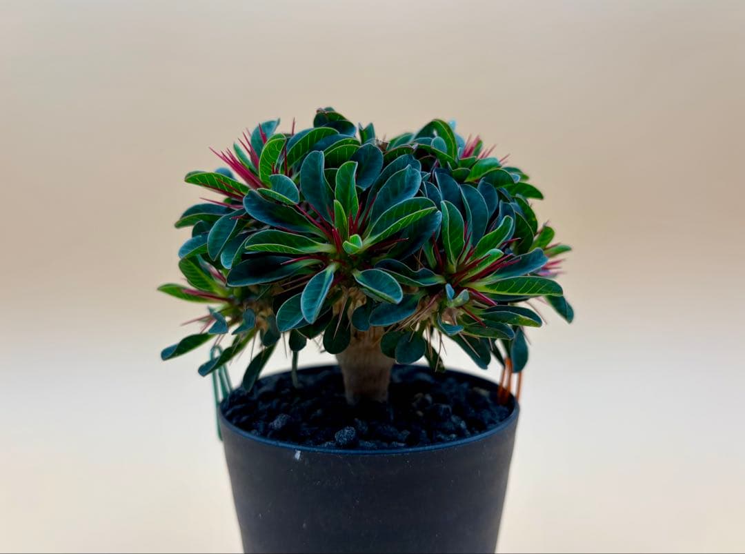 ユーフォルビア ギラウミニアナ 実生株 eg56 【鉢ごとメルカリ便】