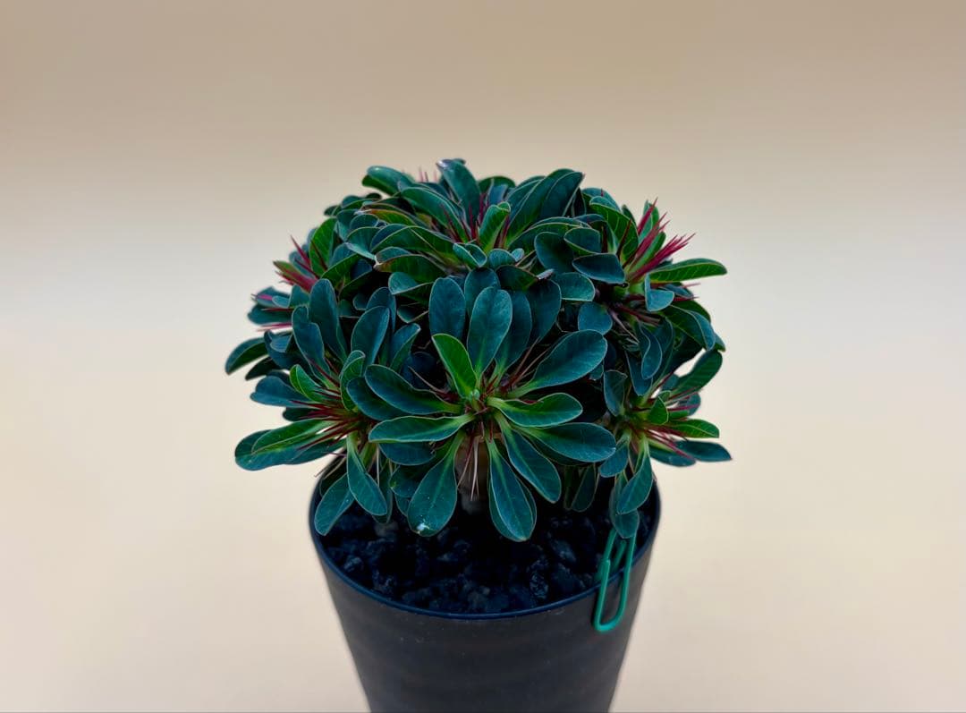 ユーフォルビア ギラウミニアナ 実生株 eg56 【鉢ごとメルカリ便】