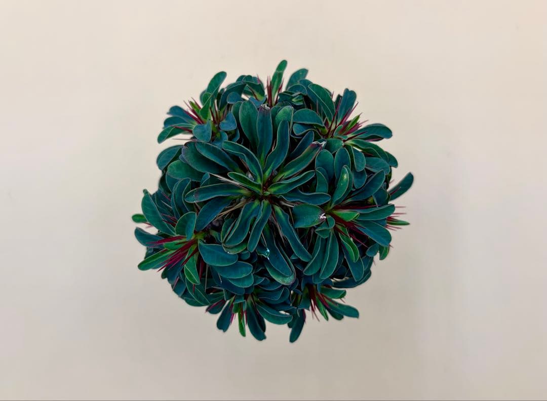 ユーフォルビア ギラウミニアナ 実生株 eg56 【鉢ごとメルカリ便】