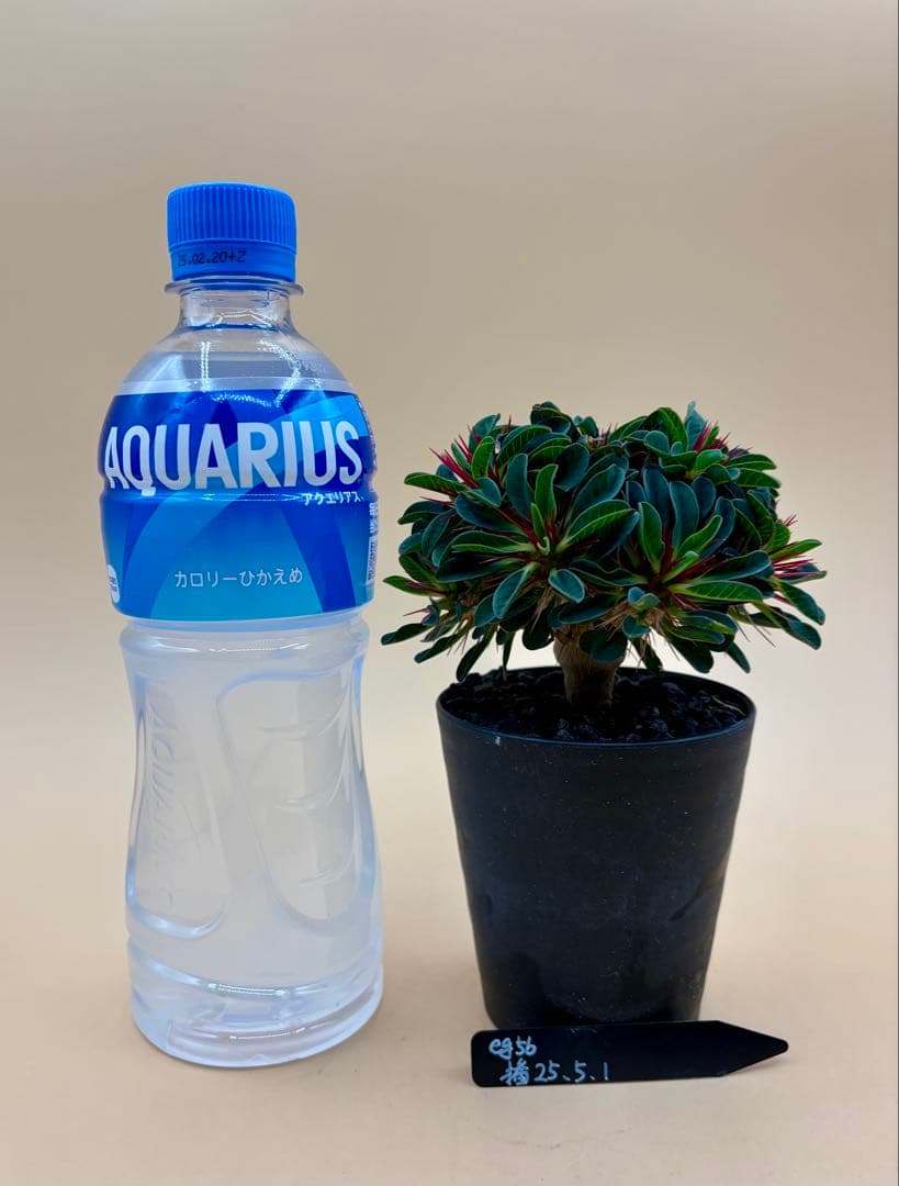 ユーフォルビア ギラウミニアナ 実生株 eg56 【鉢ごとメルカリ便】