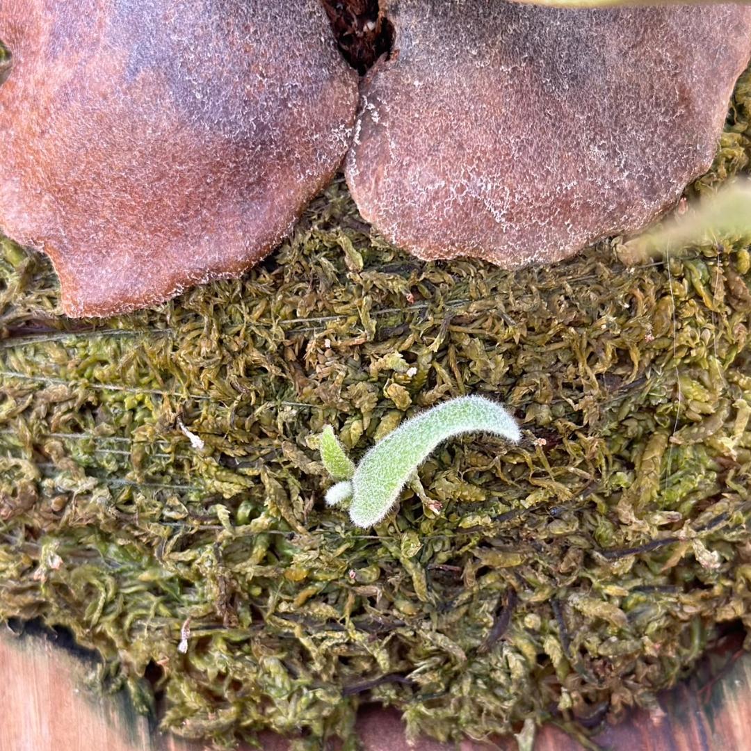 P.willinckii ’Jade Girl’ spore　40