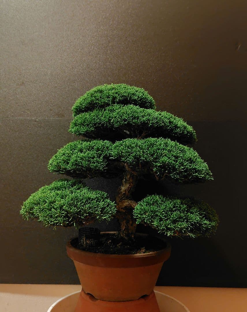 特選！糸魚川真柏素材！