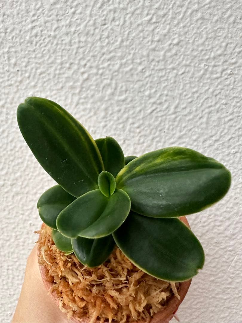 【 名護蘭 】希少過ぎる希少品‼️螺旋丸縞　296