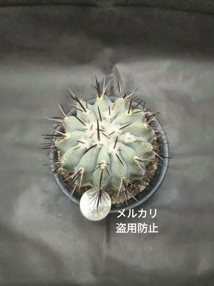 選抜株　Copiapoa　コピアポア シネレア　黒王丸