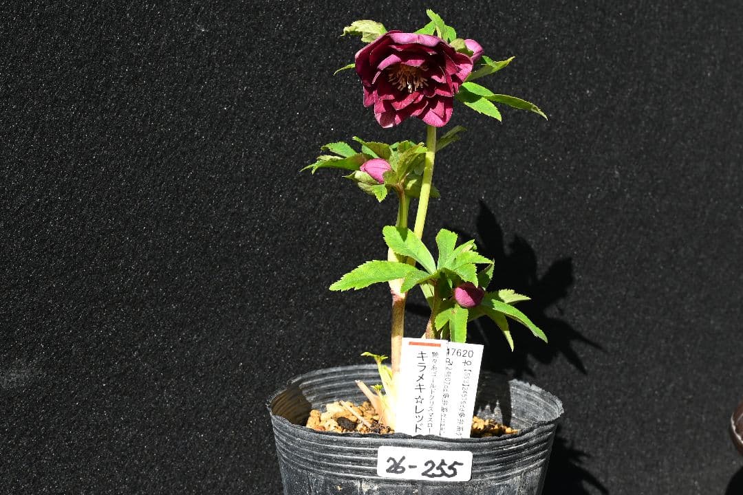 クリスマスローズ　認定キラメキ✩レッドゴールド　加藤農園