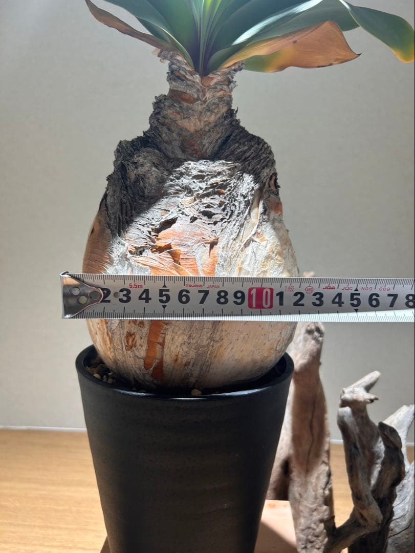 ブーファン　ハエマンソイデス