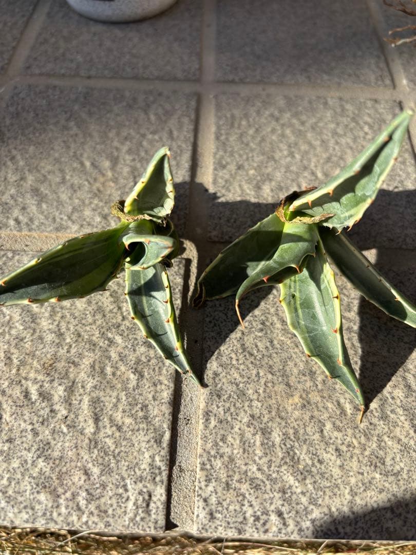 アガベ モンタナ錦 ティファニー 子株2個セット