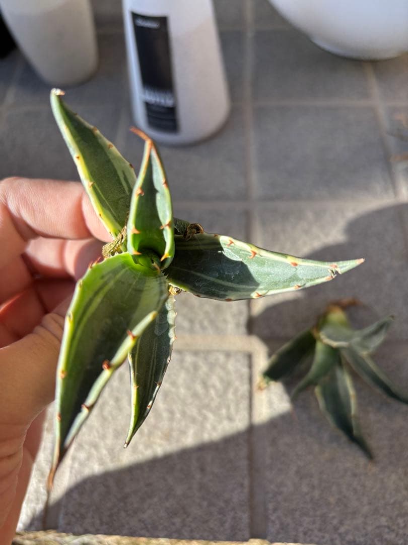 アガベ モンタナ錦 ティファニー 子株2個セット