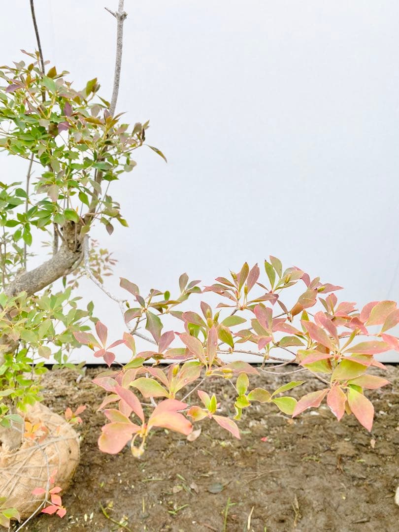 山採りドウダンツツジ　白花/816