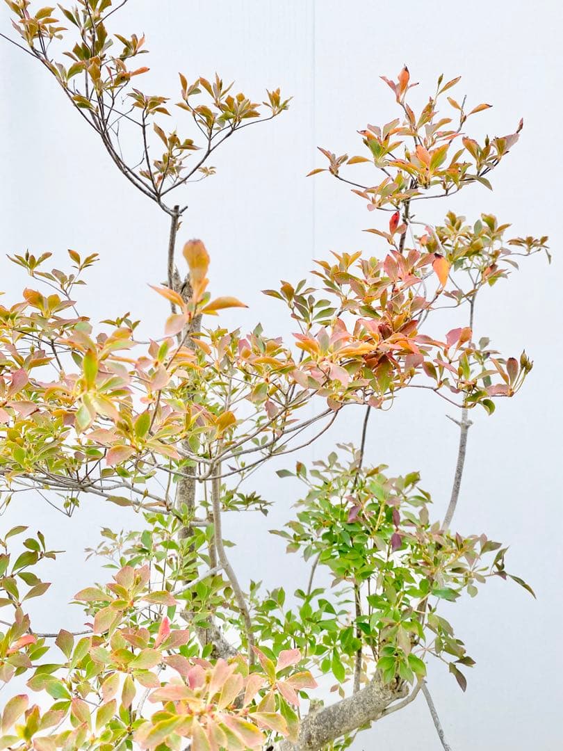 山採りドウダンツツジ　白花/816