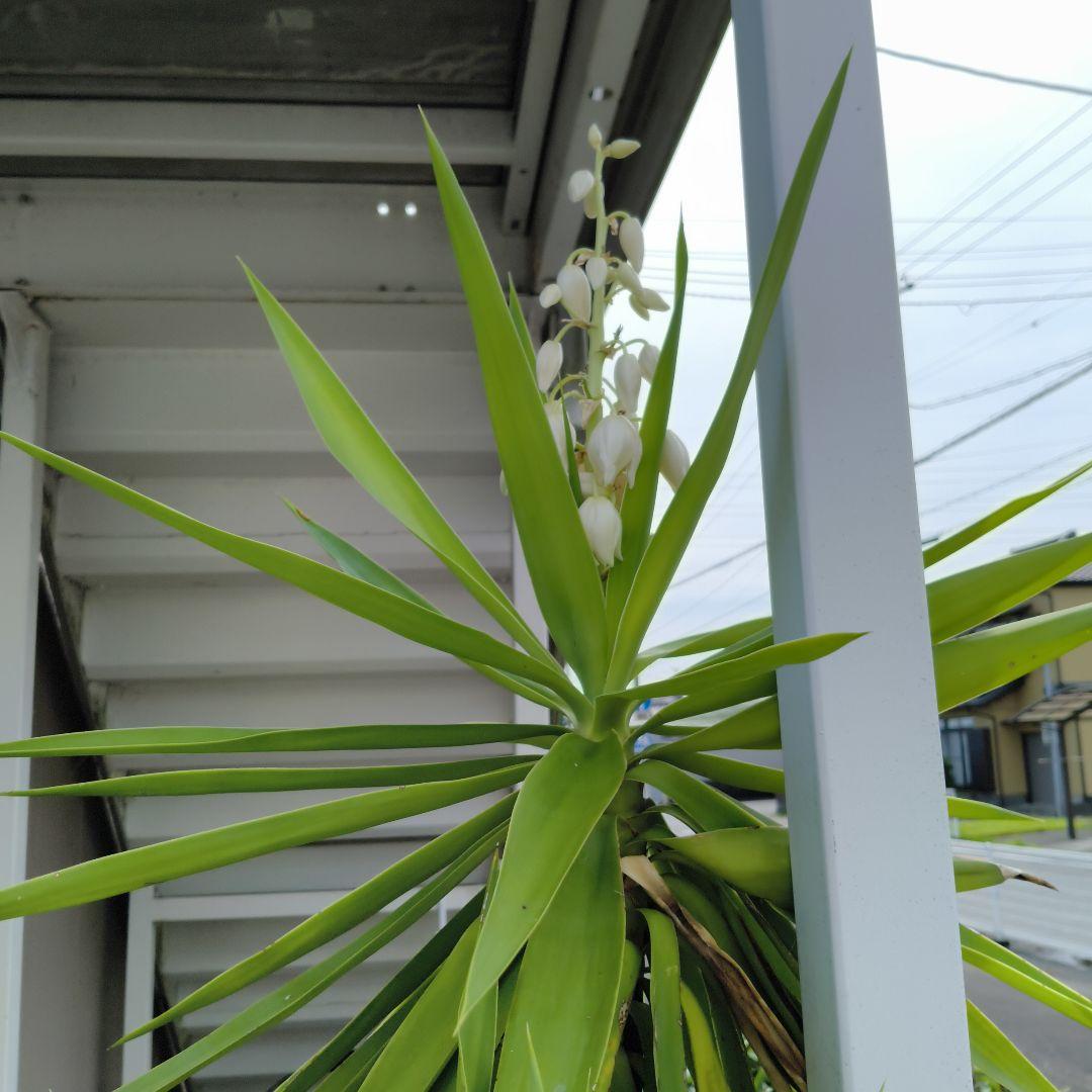 ユッカ　青年の樹　葉植物 白い花付き　見事な花咲き　開運　幸運　幸せ