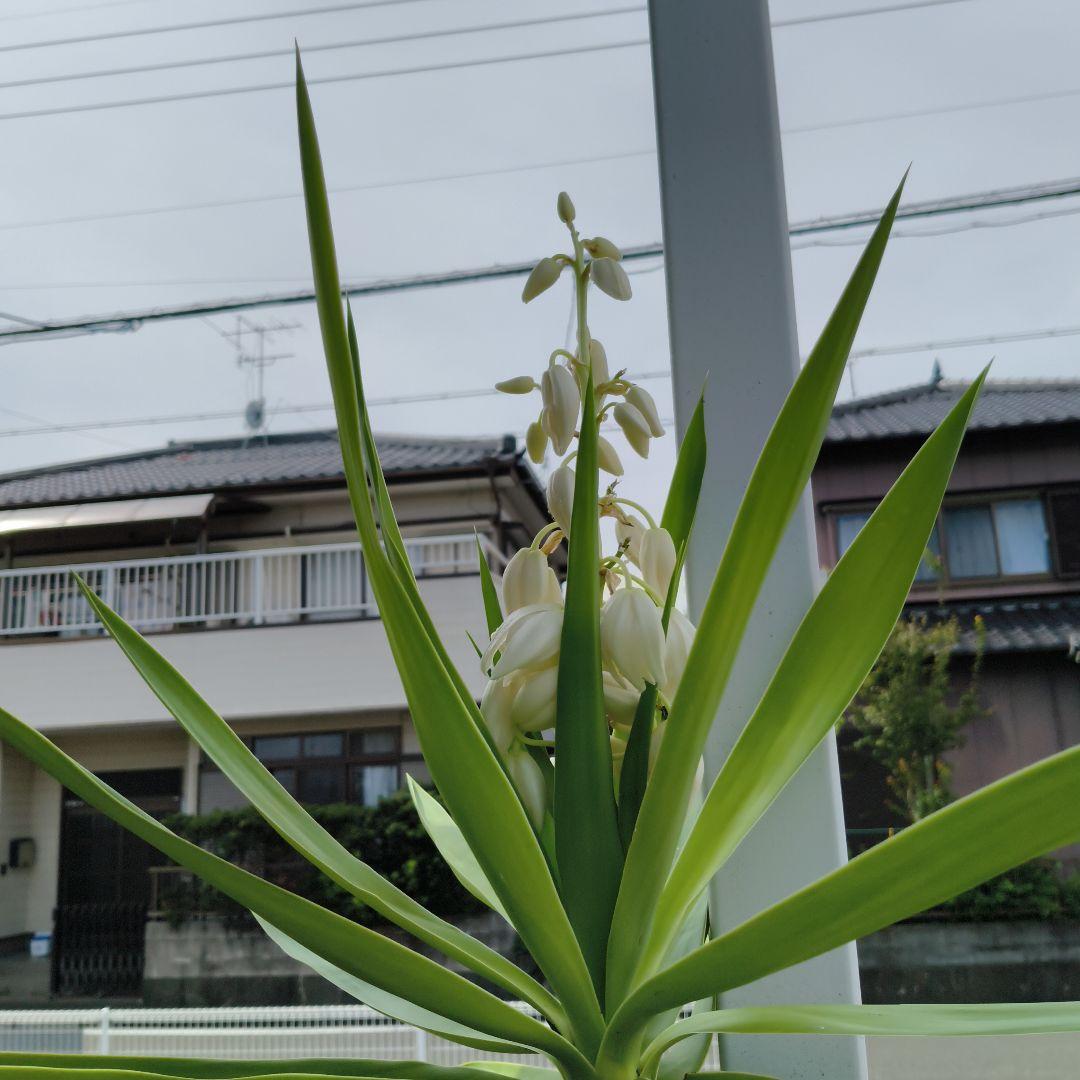 ユッカ　青年の樹　葉植物 白い花付き　見事な花咲き　開運　幸運　幸せ