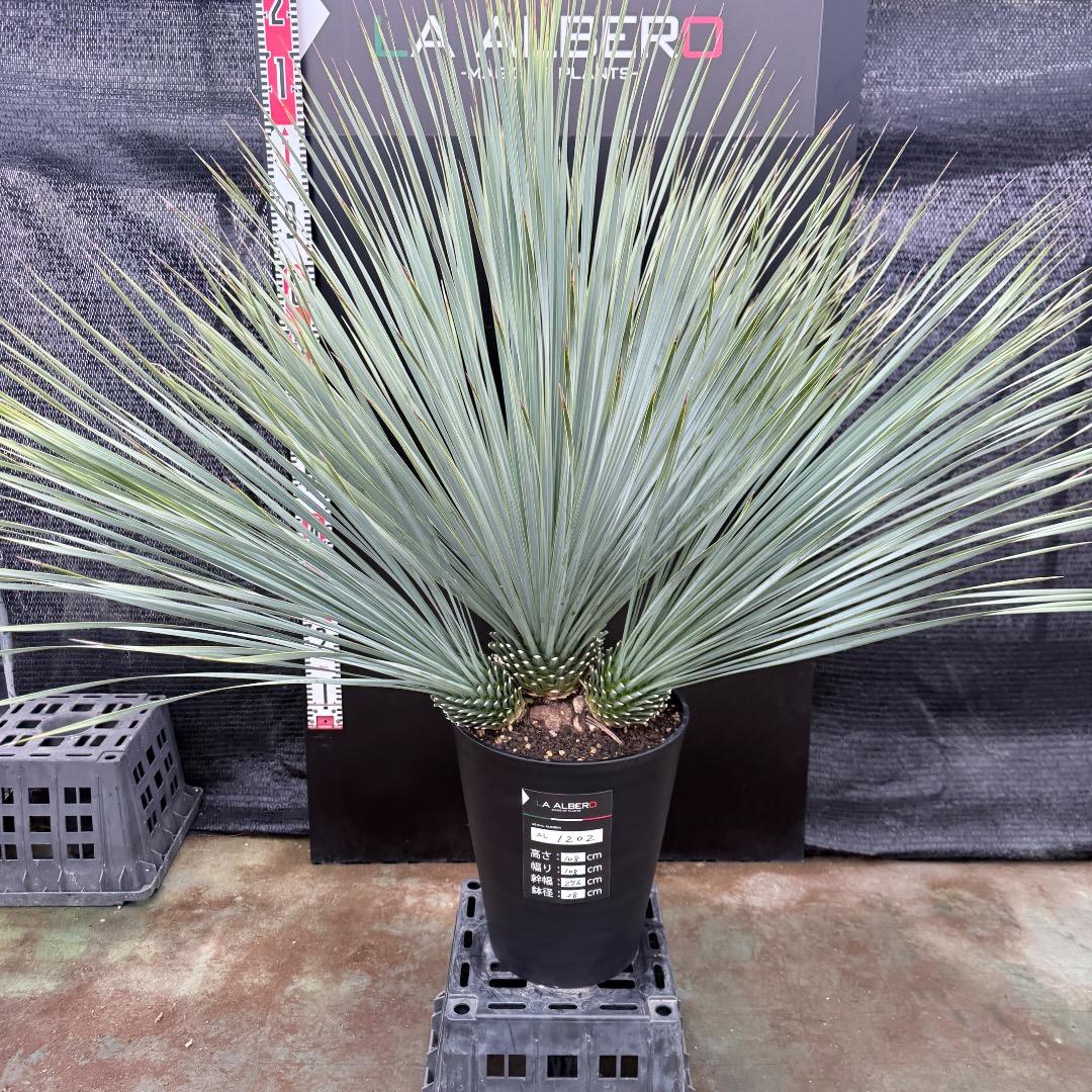 【AL1202】ユッカ　ロストラータ　ランチョブルー（品種名）４ヘッド