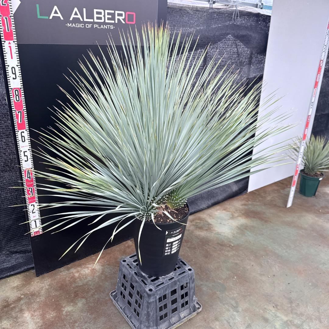 【AL1202】ユッカ　ロストラータ　ランチョブルー（品種名）４ヘッド