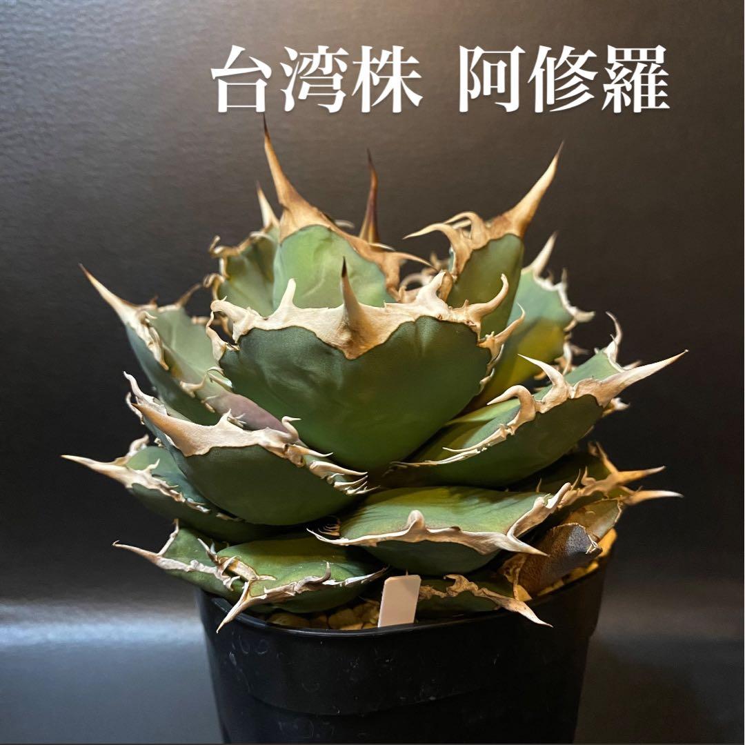 アガベ チタノタ 阿修羅 台湾産 親株 阿修羅丸 強棘 包葉 OC株 発根済み