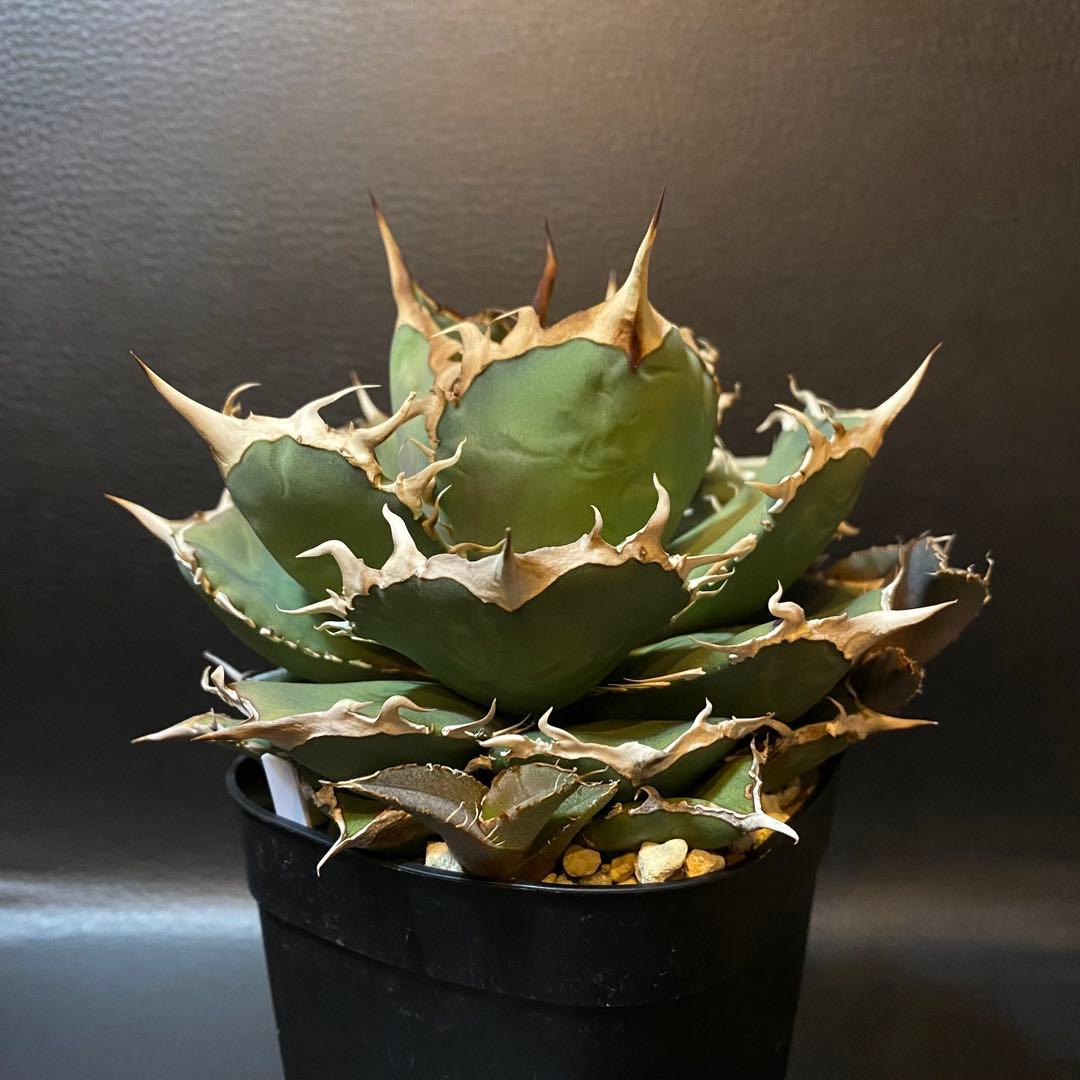 アガベ チタノタ 阿修羅 台湾産 親株 阿修羅丸 強棘 包葉 OC株 発根済み