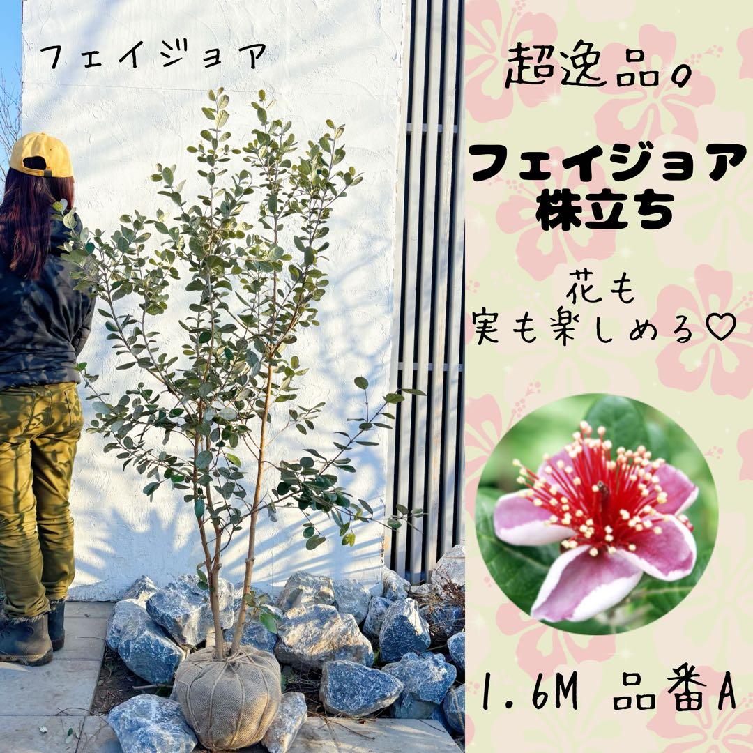 超逸品。フェイジョア株立ち1.6M(鉢底から)品番A